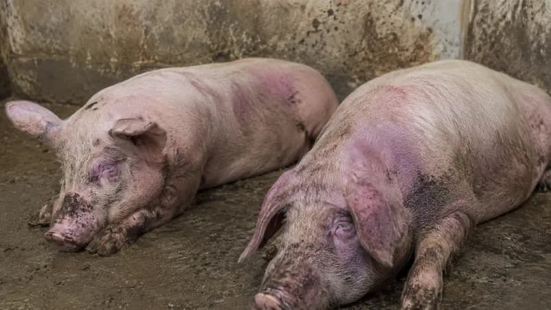 u semberiji potvrđena dva žarišta afričke kuge svinja